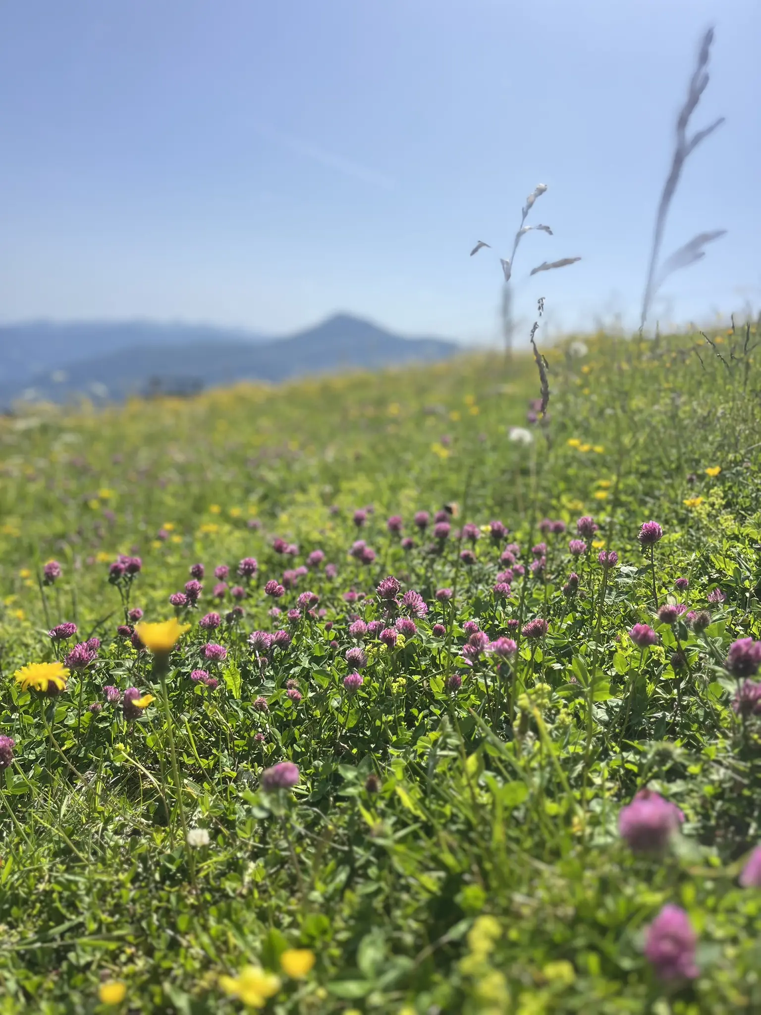 Sommerurlaub in Flachau