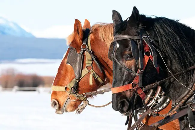 Pferdeschlittenfahrten im Winterurlaub in Flachau, Salzburger Land