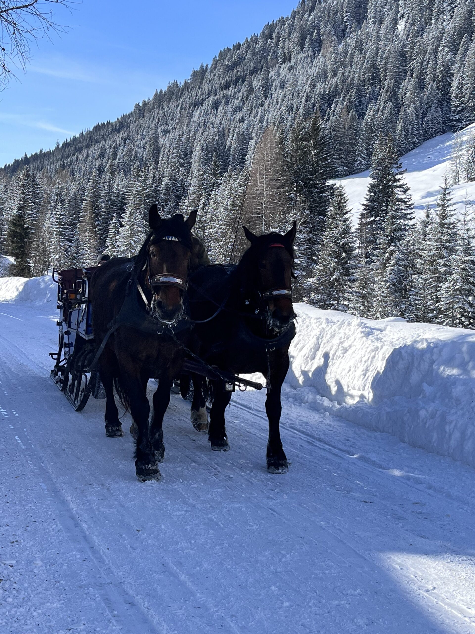 Pferdeschlitten Flachau